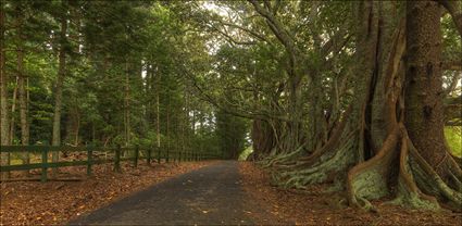 Norfolk Island Banyan - NSW T (PBH4 00 12026)